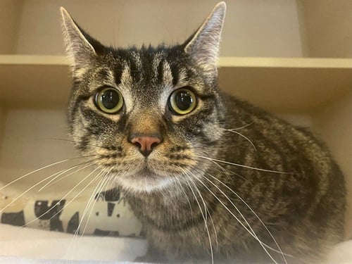 ZEPPELIN - Domestic Short Hair available for adoption
