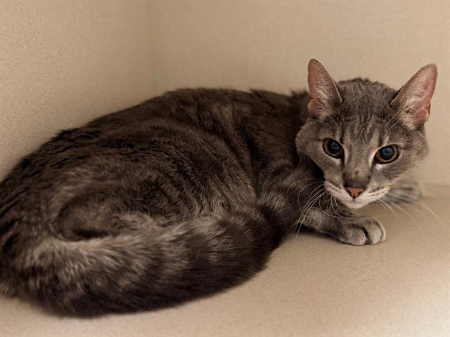 ZASHA - Domestic Short Hair available for adoption