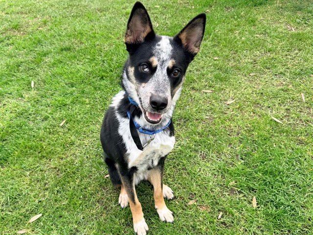 CASH - Australian Cattle Dog/Blue Heeler available for adoption