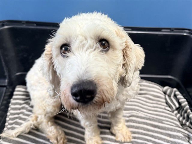 CLOVE - Poodle (Miniature) available for adoption