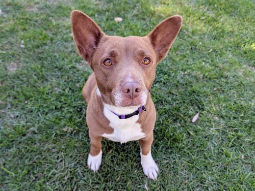 CAPRESE - Pembroke Welsh Corgi available for adoption