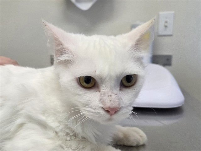 CRACKLE - Domestic Medium Hair available for adoption