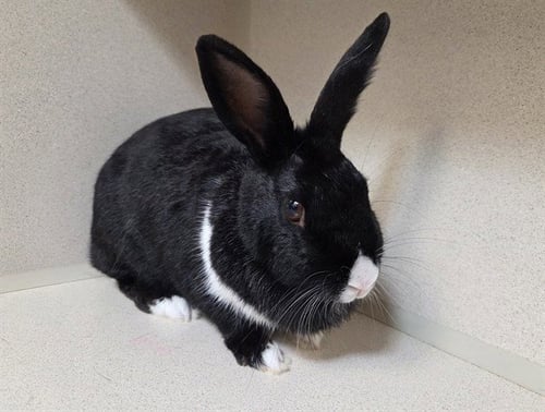 LEILA - Shorthaired Rabbit available for adoption