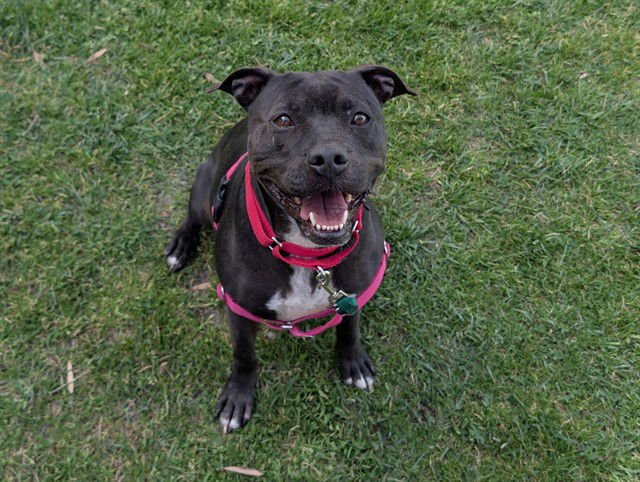 MAGGIE - Staffordshire Bull Terrier available for adoption