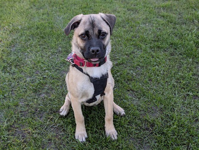 ROUX - Pug available for adoption