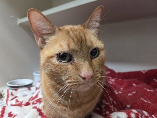 SEUSS - Domestic Short Hair available for adoption