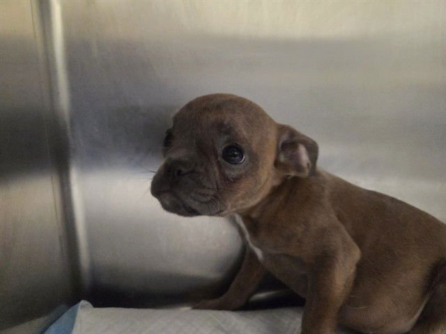 SOPHIA - Pug / French Bulldog available for adoption