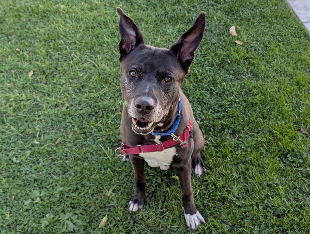 SHADOW - German Shepherd Dog available for adoption