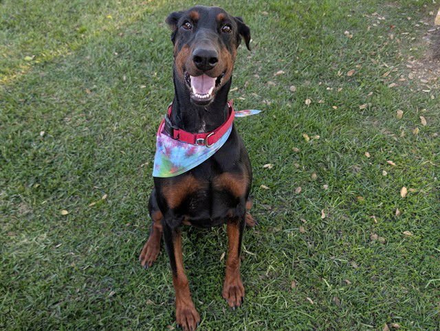 NELLY - Doberman Pinscher available for adoption