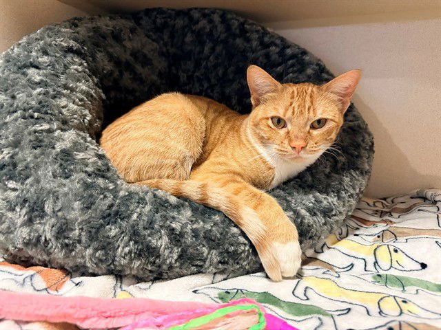 CLEMENTINE - Domestic Short Hair available for adoption