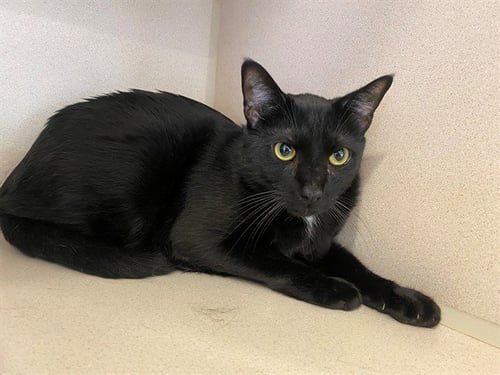 BINX - Domestic Short Hair available for adoption
