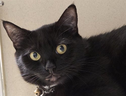 EMBER - Domestic Short Hair available for adoption