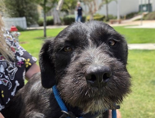 VIVI - Miniature Schnauzer available for adoption