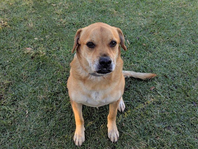 WOODIE - German Shepherd Dog / Pug available for adoption