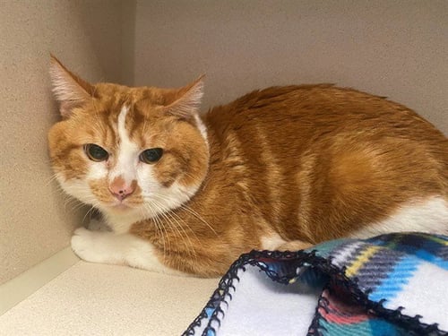 GARFIELD - Domestic Short Hair available for adoption