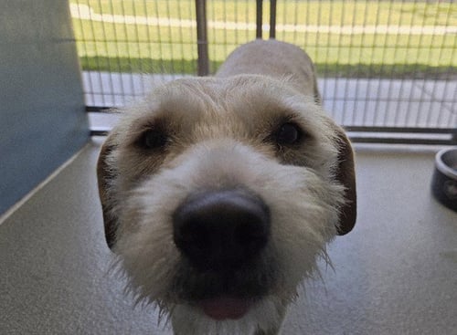 RUBY - Miniature Schnauzer available for adoption