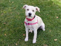 LILY - Photo 1