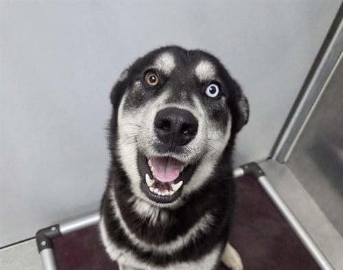 JACKS - Siberian Husky available for adoption