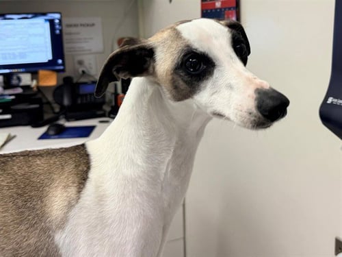 LUNA - Whippet available for adoption