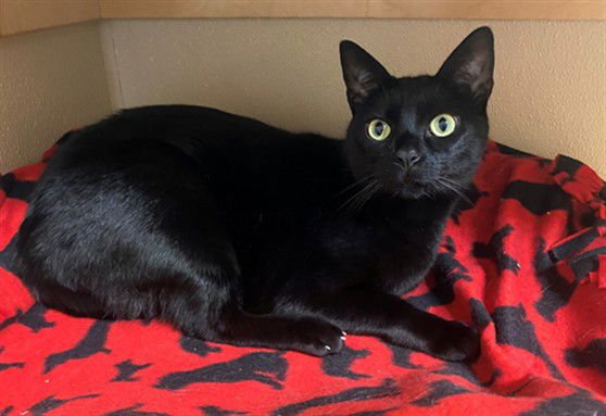 MEOW MEOW - Domestic Short Hair available for adoption