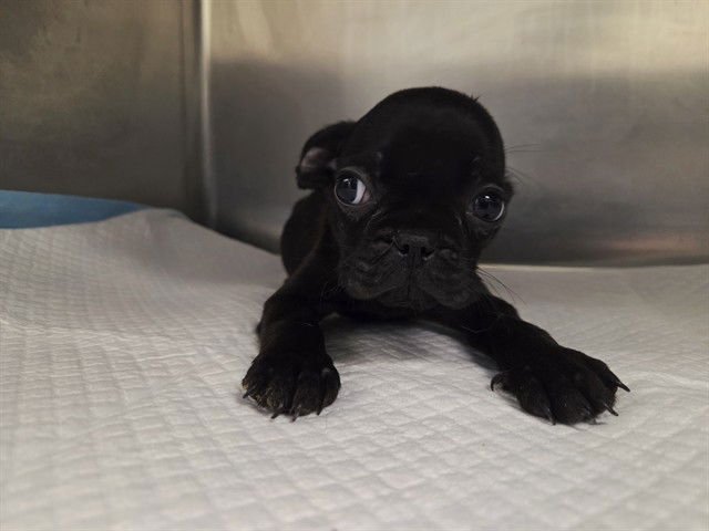 ROSE - Pug / French Bulldog available for adoption
