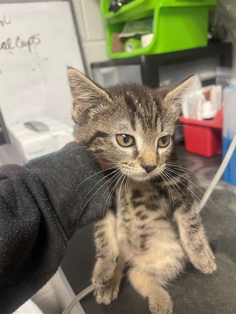 MAYUMI - Domestic Short Hair available for adoption