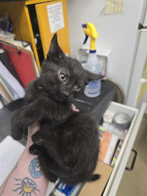CUSTARD - Domestic Short Hair available for adoption