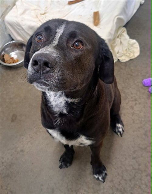 MESQUITE - Labrador Retriever / German Shorthaired Pointer available for adoption
