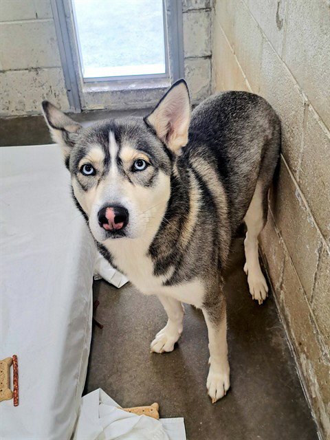 YUKI - Siberian Husky available for adoption