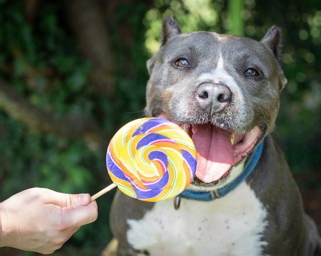 RONAN - Staffordshire Bull Terrier available for adoption