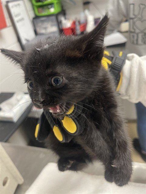 TONY LOCOS - Domestic Short Hair available for adoption