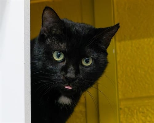 BUTTERBALL - Domestic Short Hair available for adoption