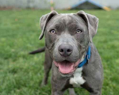 BELLINI - Pit Bull Terrier available for adoption
