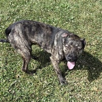 BUCKEY - Photo 1