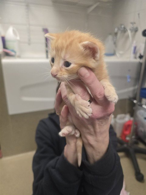RUSTY - Domestic Short Hair available for adoption