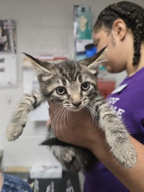 BLONDIE - Domestic Short Hair available for adoption