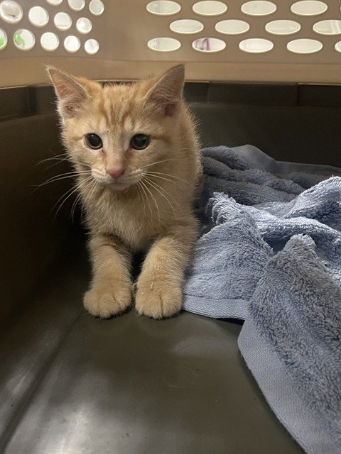 DRAGON FIRE - Domestic Short Hair available for adoption