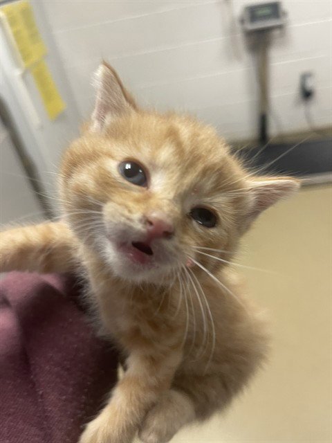 ROWLING - Domestic Short Hair available for adoption