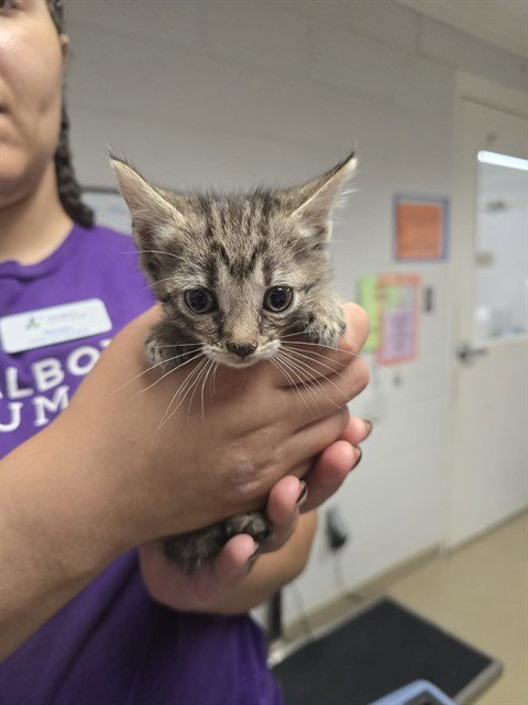 GINGERSNAP - Domestic Short Hair available for adoption