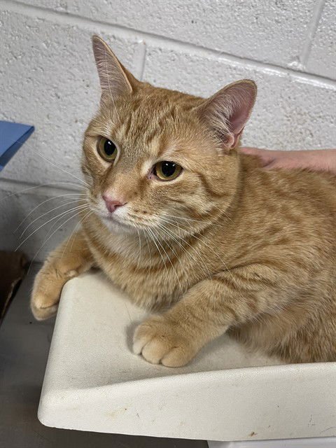 SUNNY - Domestic Short Hair available for adoption