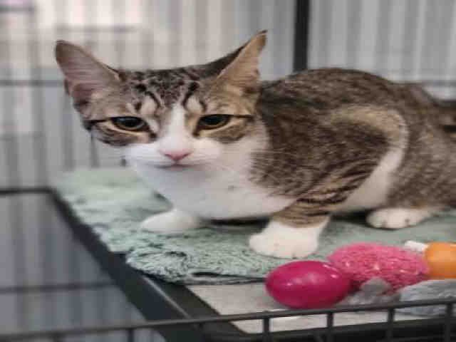 INDIGO - Domestic Short Hair available for adoption