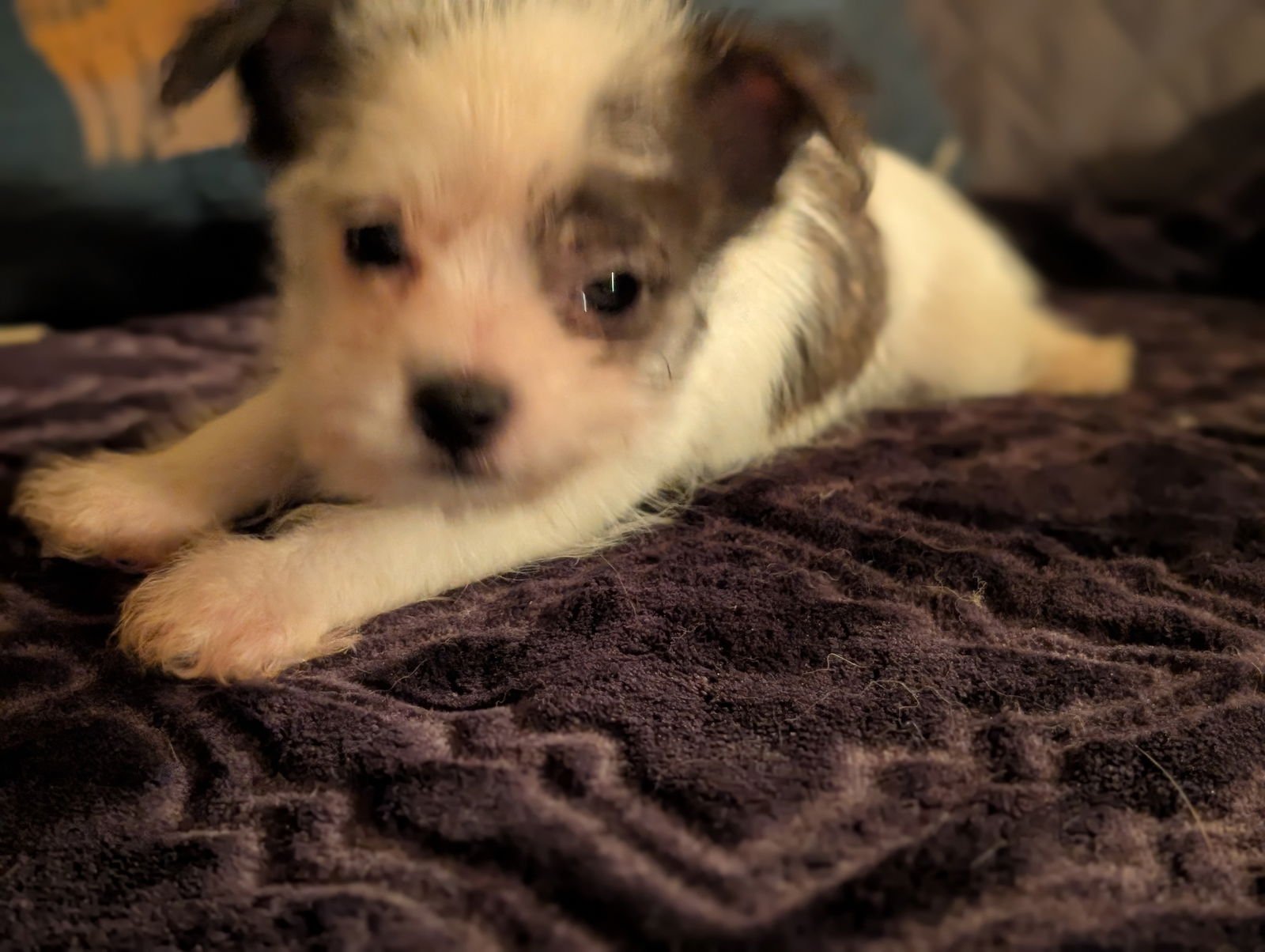 MR. SCRUFFLES - Yorkshire Terrier Yorkie / Chihuahua available for adoption