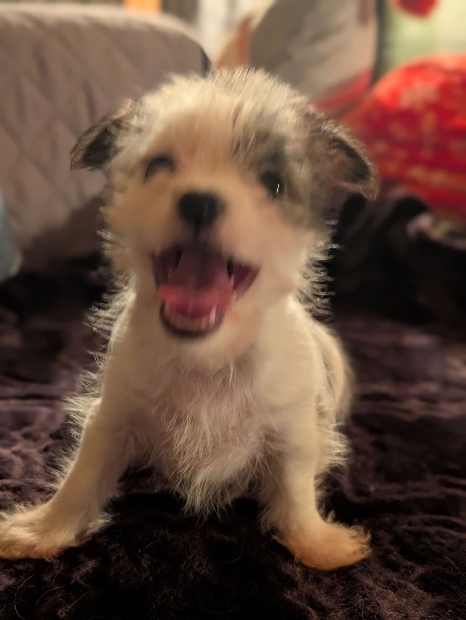 MR. SCRUFFLES - Yorkshire Terrier Yorkie / Chihuahua available for adoption