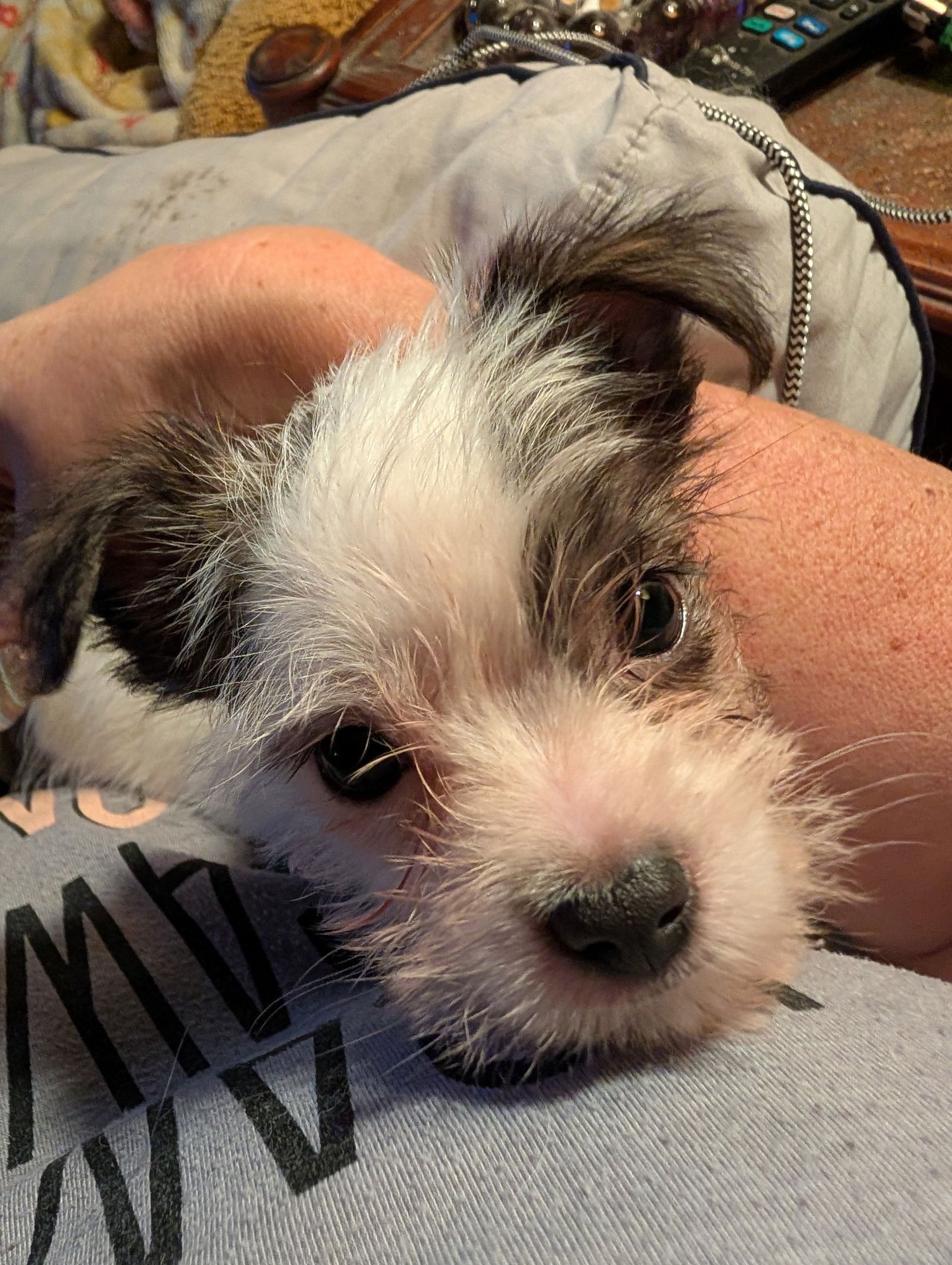 Mr. Scruffles - Photo 3