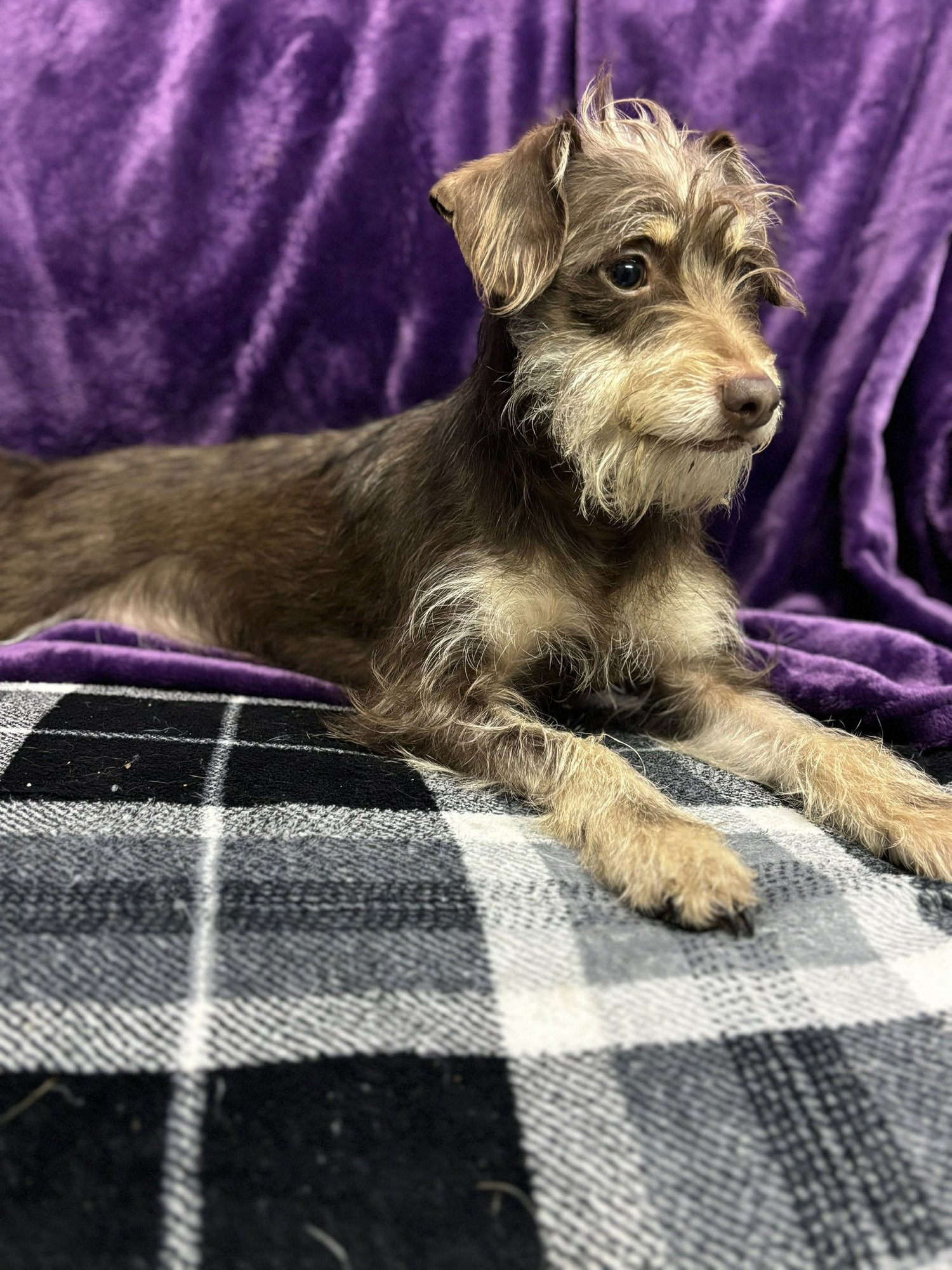 ZUES - Miniature Schnauzer / Chihuahua available for adoption