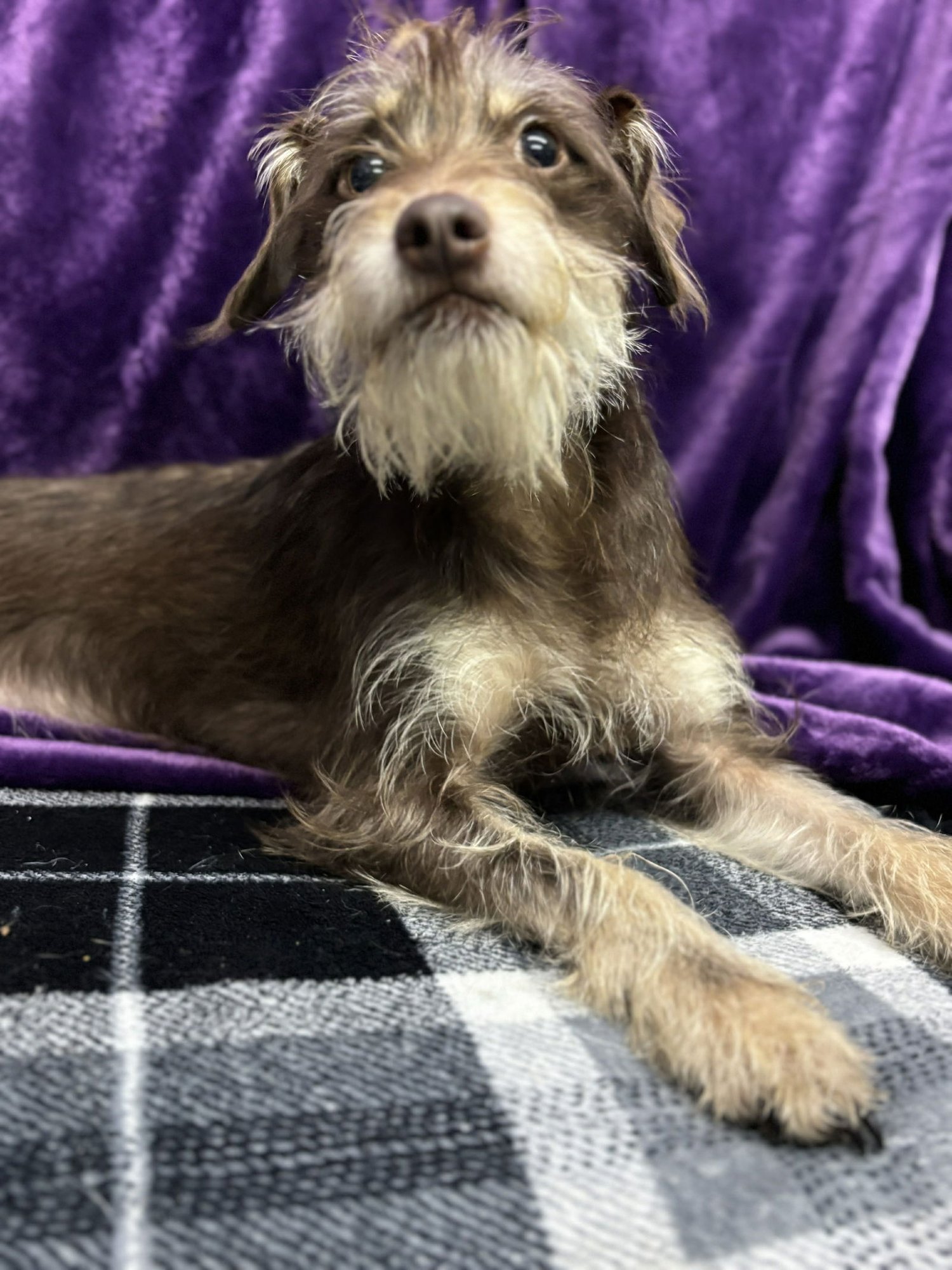 ZUES - Miniature Schnauzer / Chihuahua available for adoption