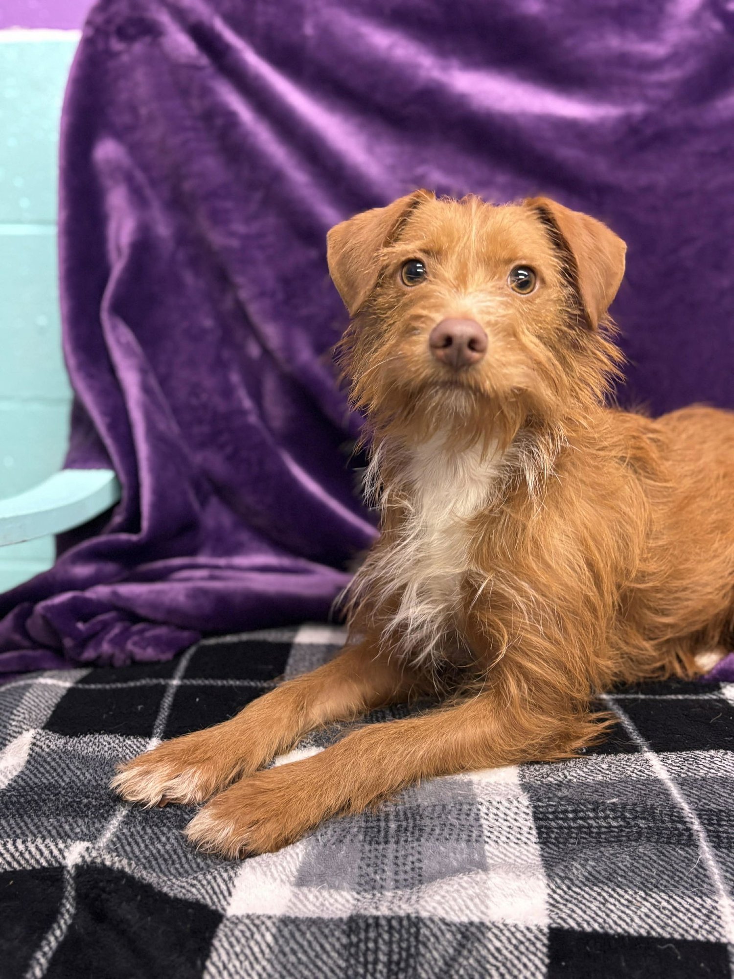 SIMBA - Chihuahua / Miniature Schnauzer available for adoption