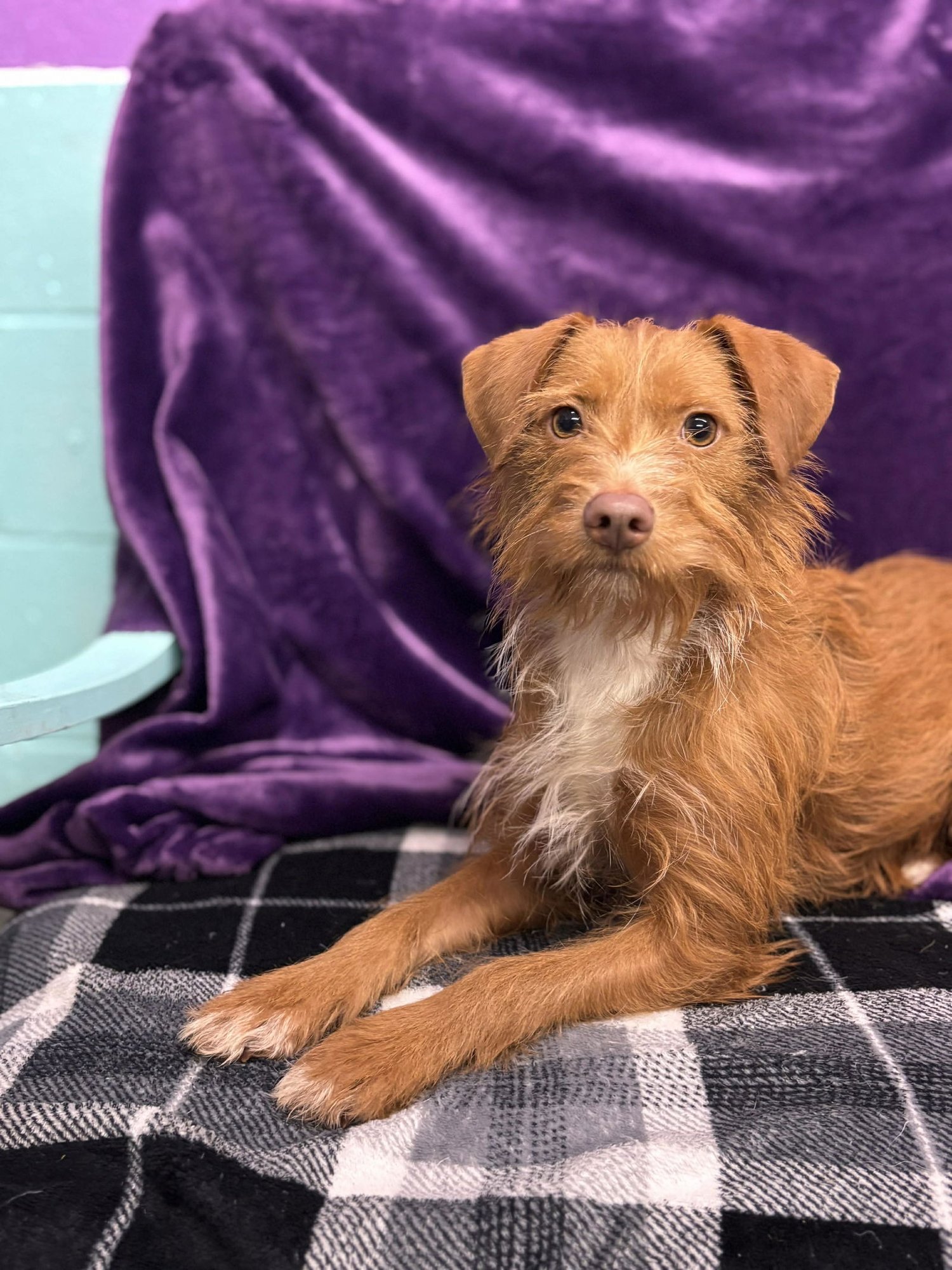 SIMBA - Chihuahua / Miniature Schnauzer available for adoption