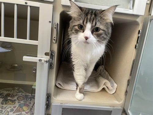 ANGEL FOOD CAKE - Domestic Medium Hair available for adoption