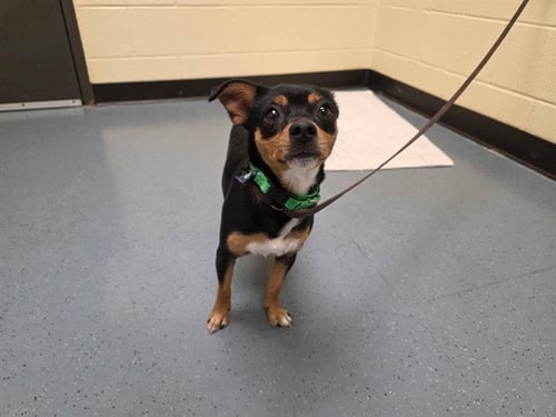POOCHYENA - Chihuahua / Miniature Pinscher available for adoption
